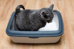 How can I choose the right litter box for my cat