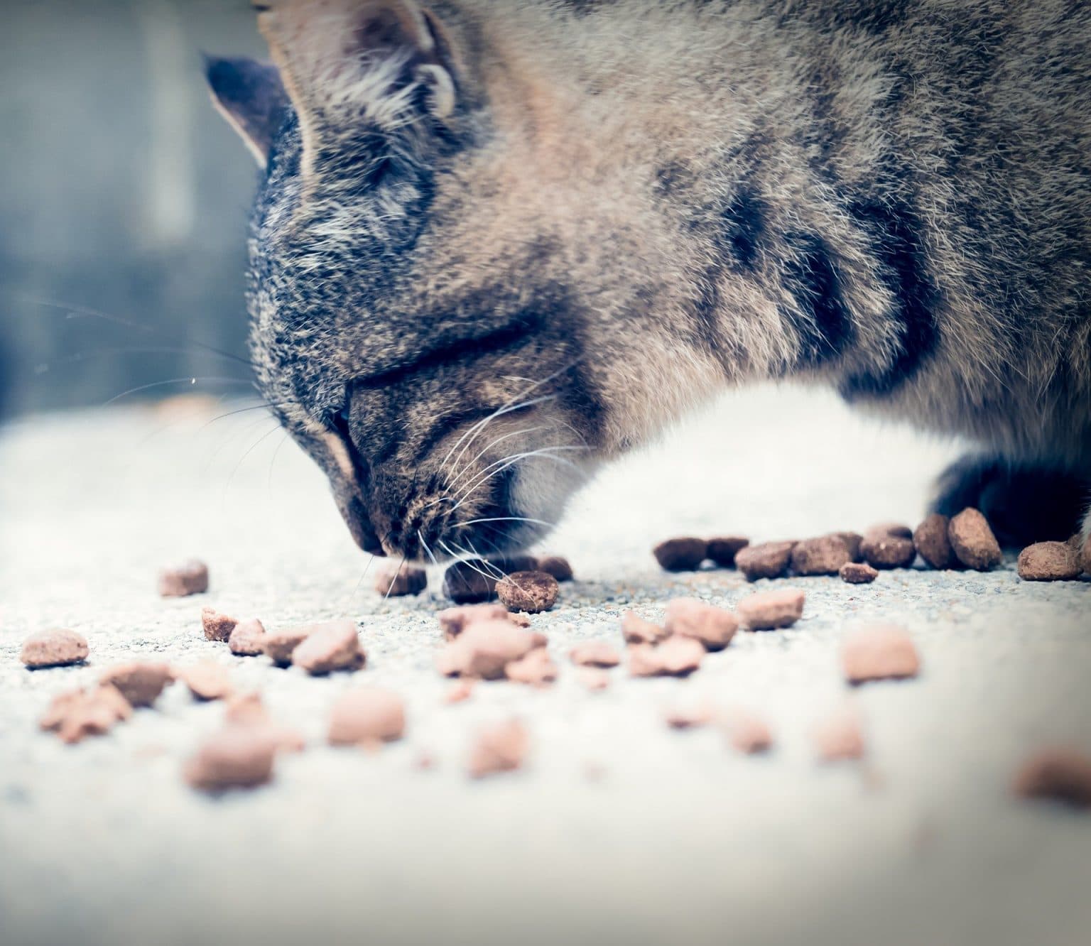 How Long Can A Cat Survive Without Food ProudCatOwners