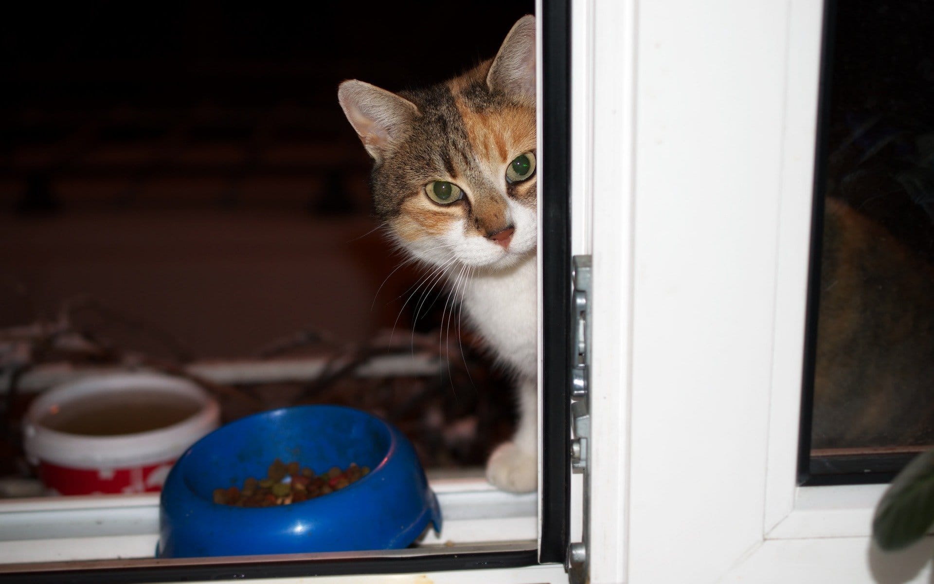 How Long Can A Cat Survive Without Food ProudCatOwners