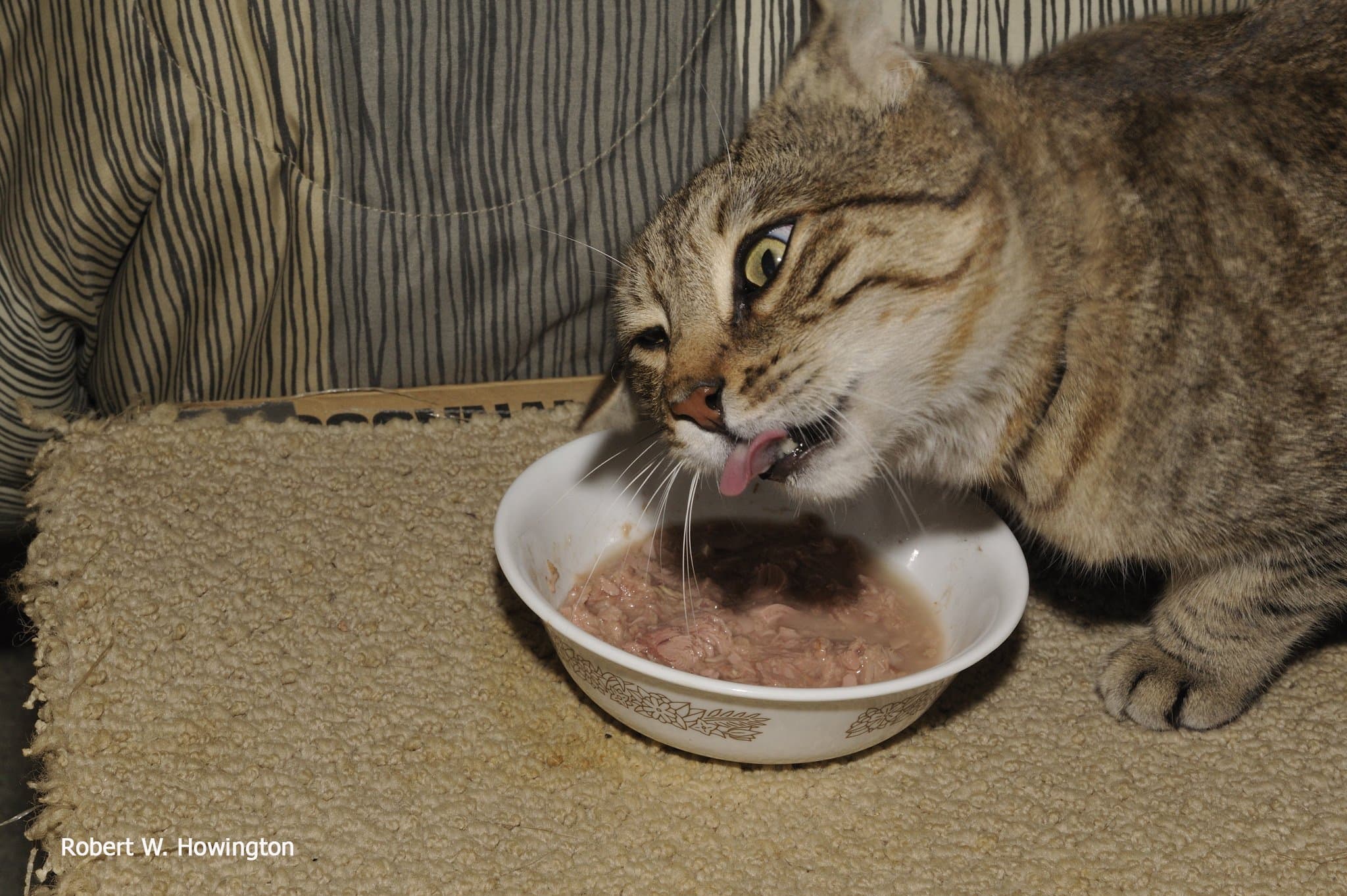 cat eats tuna