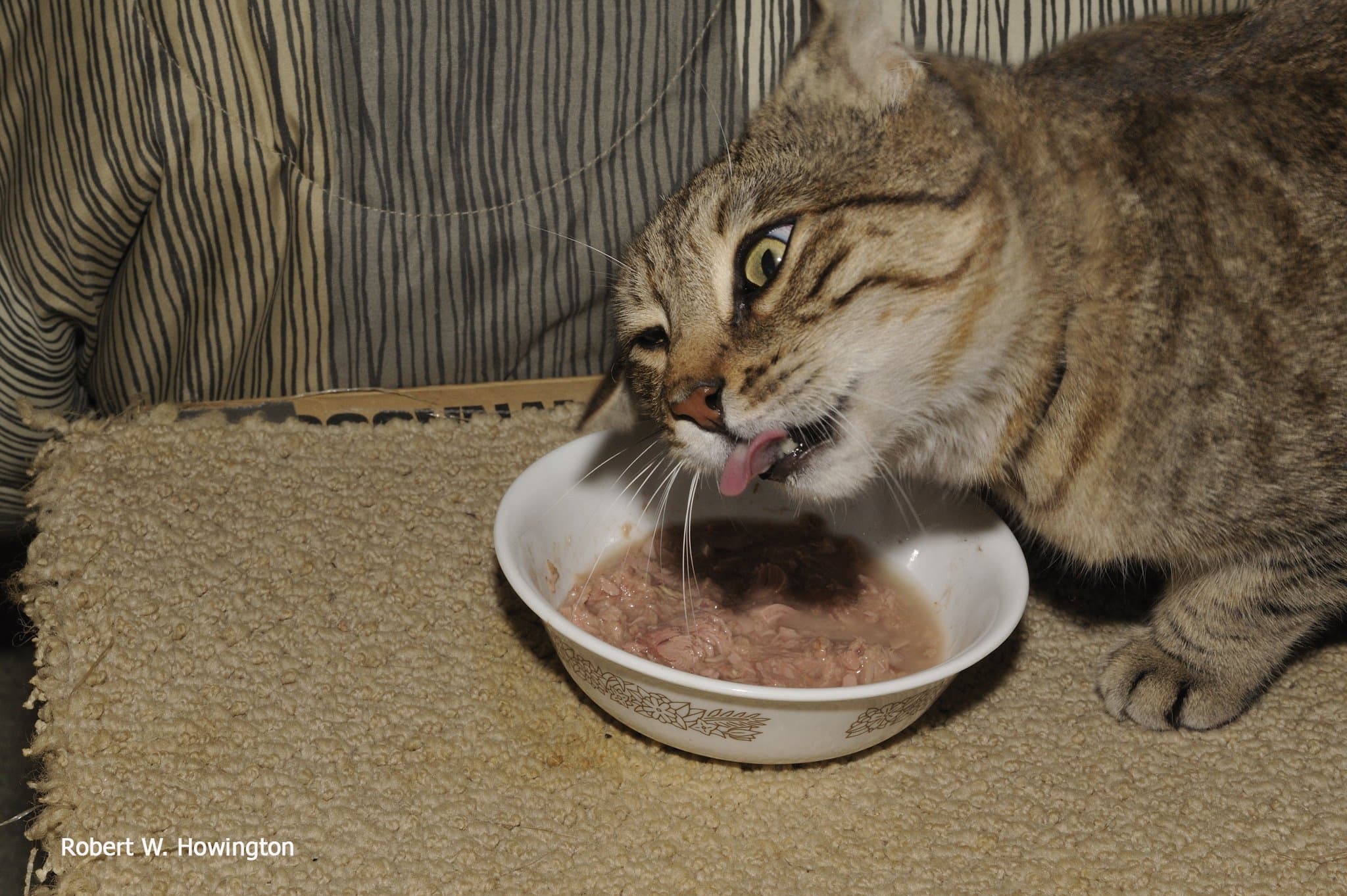 How Much Tuna Can A Cat Eat All You Need To Know ProudCatOwners