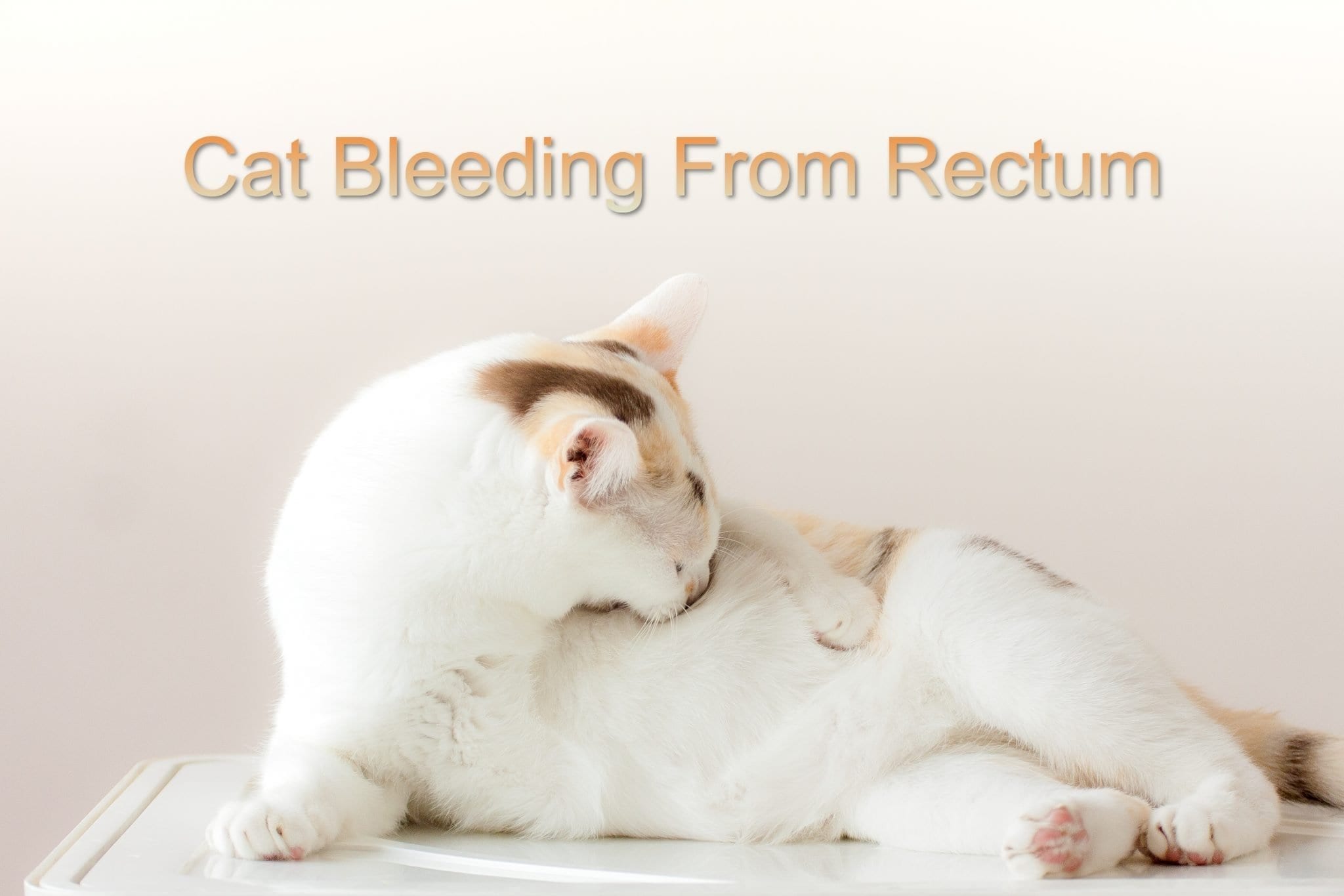 Cat Bleeding From Rectum (12 Reasons) ProudCatOwners