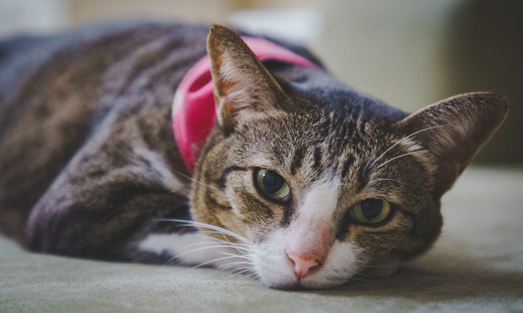 How Many Kittens Can A Cat Have (The Truth) | ProudCatOwners