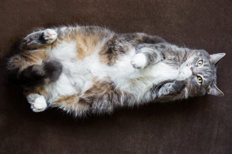 What To Expect After Neutering A Cat 2022 ProudCatOwners