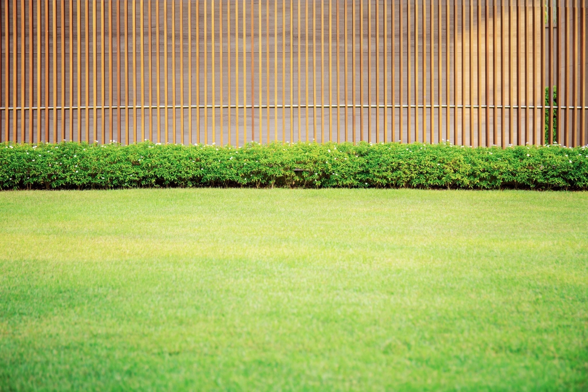 Do Raccoons Eat Cats (You Might Be Surprised) | ProudCatOwners