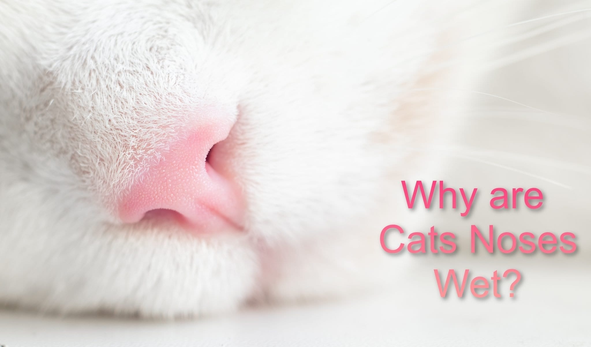 Why Are Cats Noses Wet (5 Reasons) ProudCatOwners