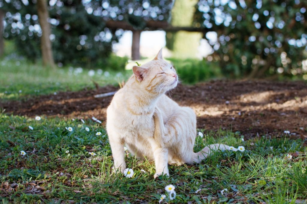 Cat Bleeding From Rectum