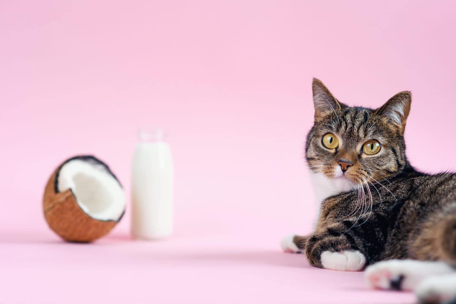 Can Cats Have Coconut? What You Need To Know ProudCatOwners