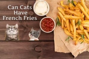 Can Cats Have French Fries 2022 | ProudCatOwners