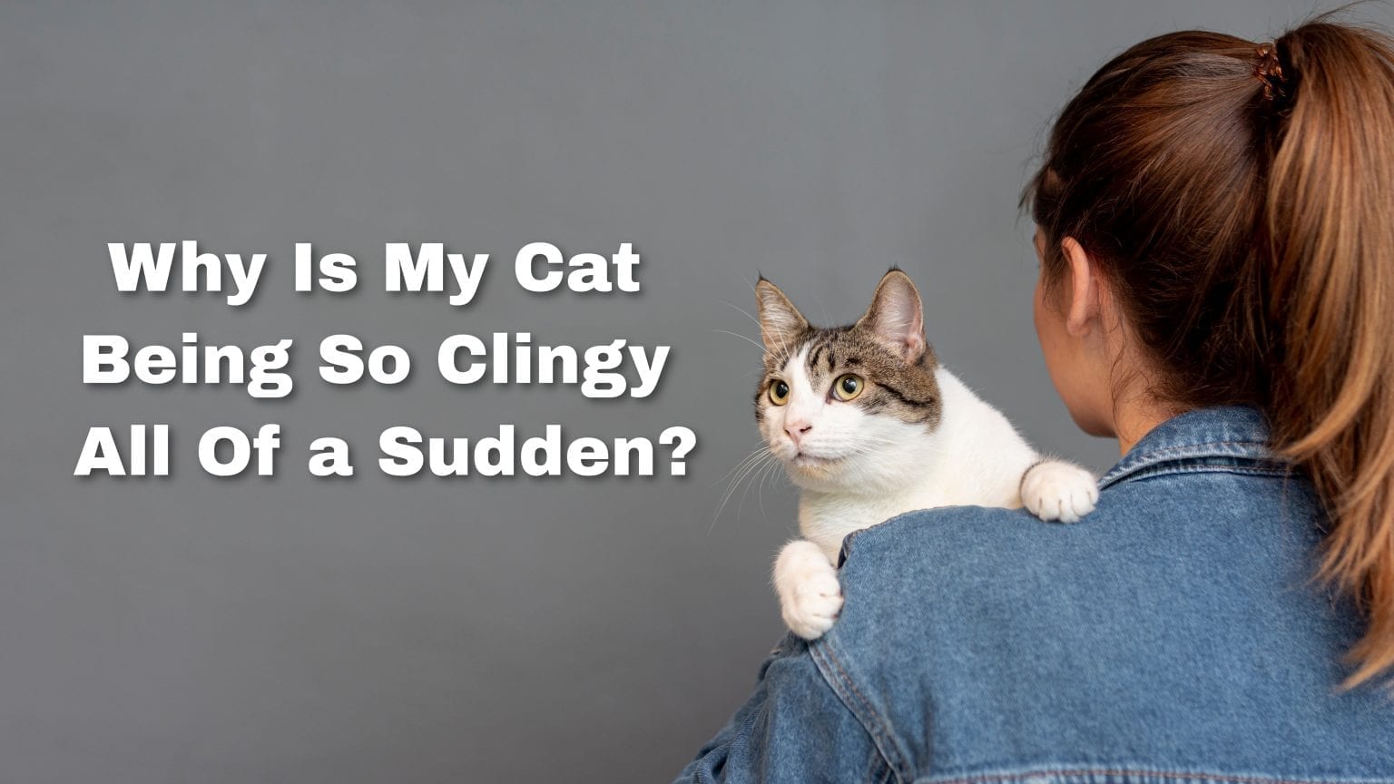 Why Is My Cat Being So Clingy All Of A Sudden ProudCatOwners
