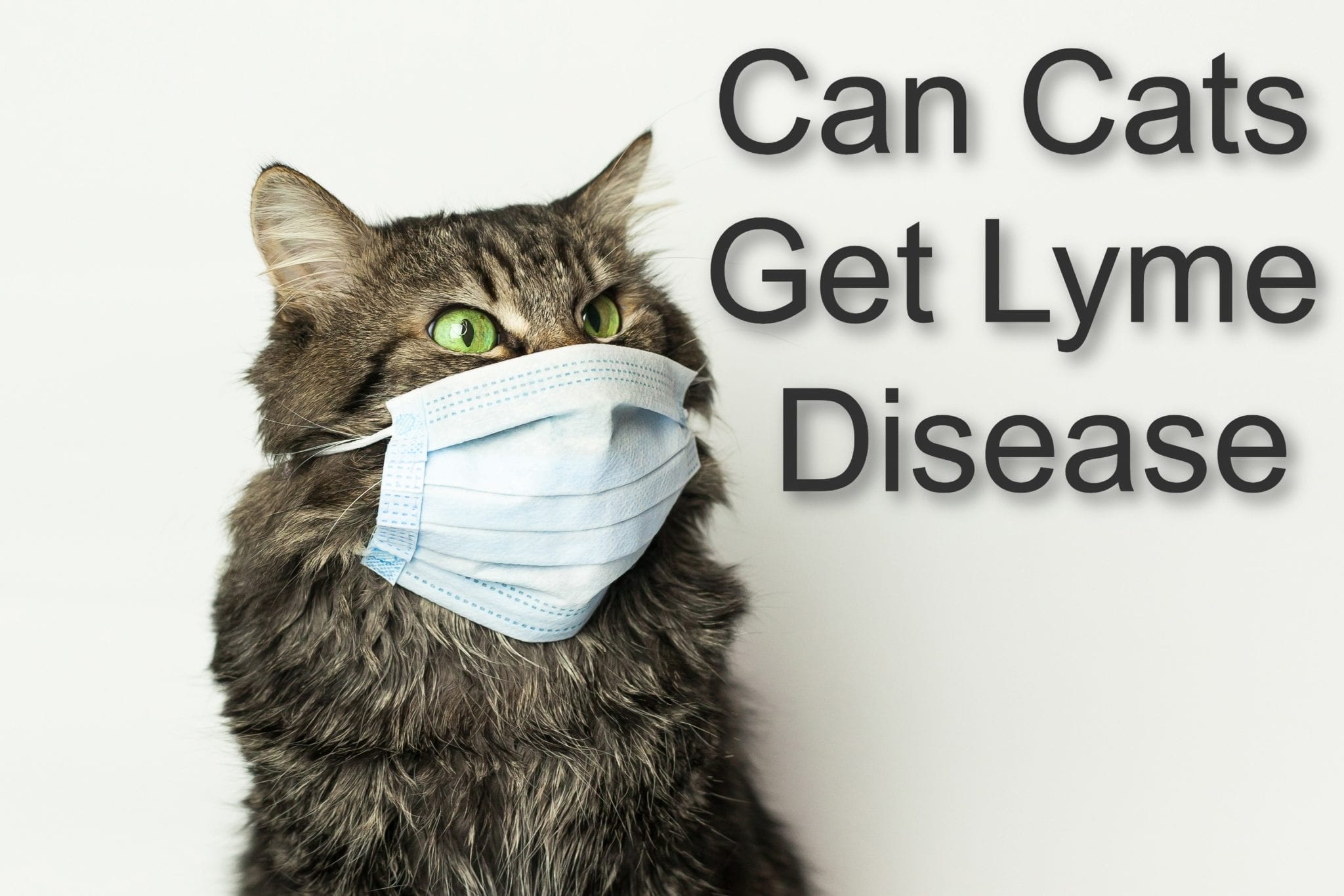 Can Cats Get Lyme Disease 2023 ProudCatOwners can-cats-get-lyme-disease-2023-proudcatowners
