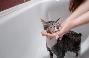 razões pelas quais seu gato está tremendo após um banho