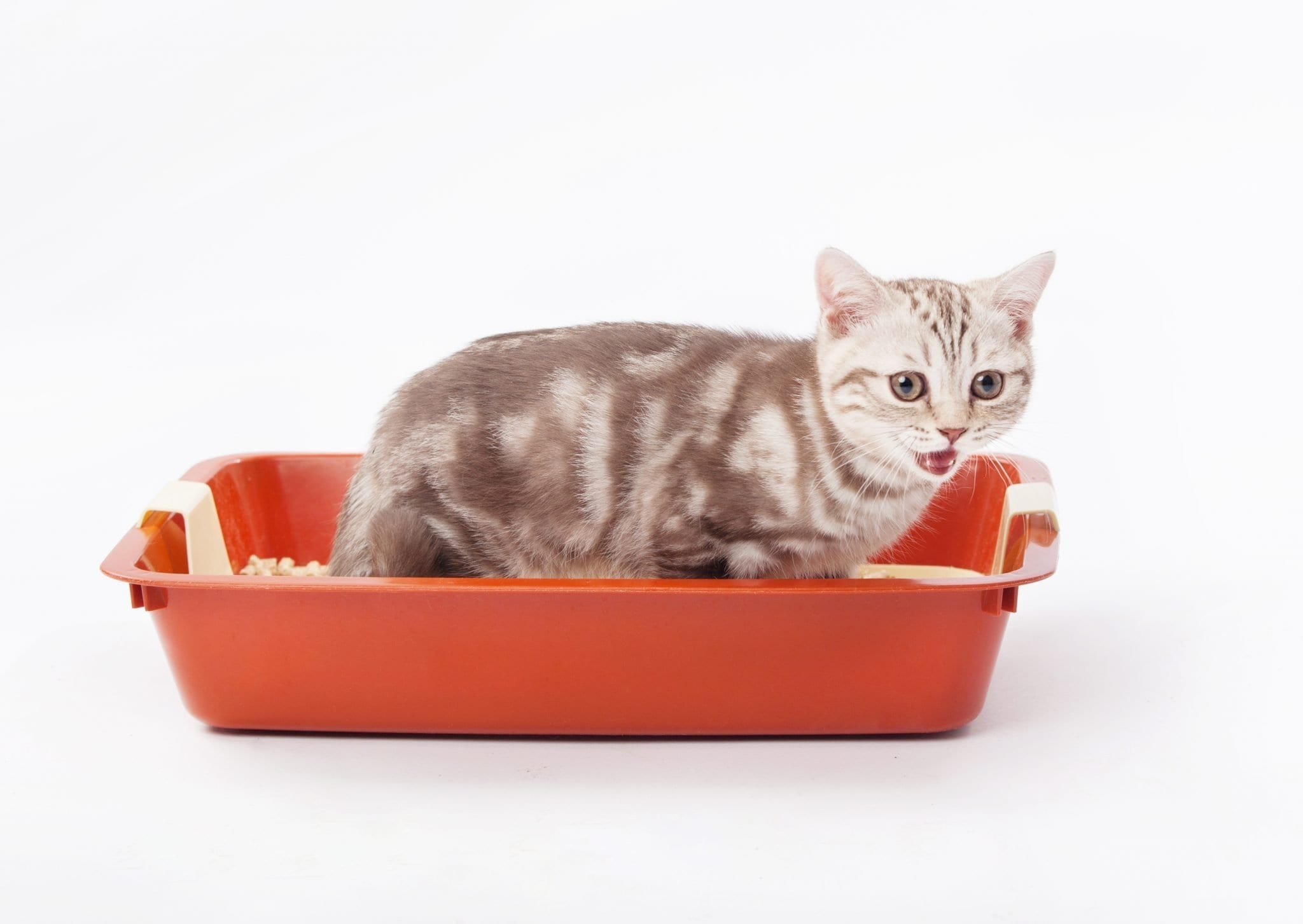Olive Oil For Cat Constipation (All Facts) ProudCatOwners