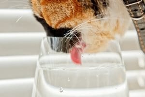 Maybe Your Cat was Drinking