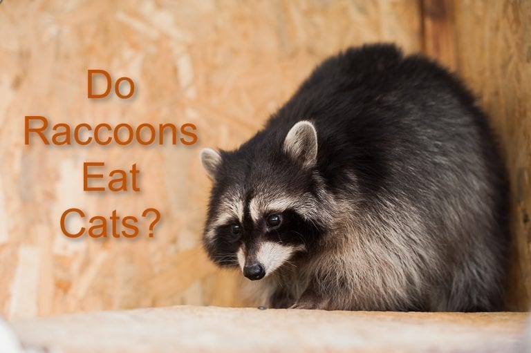 Do Raccoons Eat Cats (You Might Be Surprised) ProudCatOwners