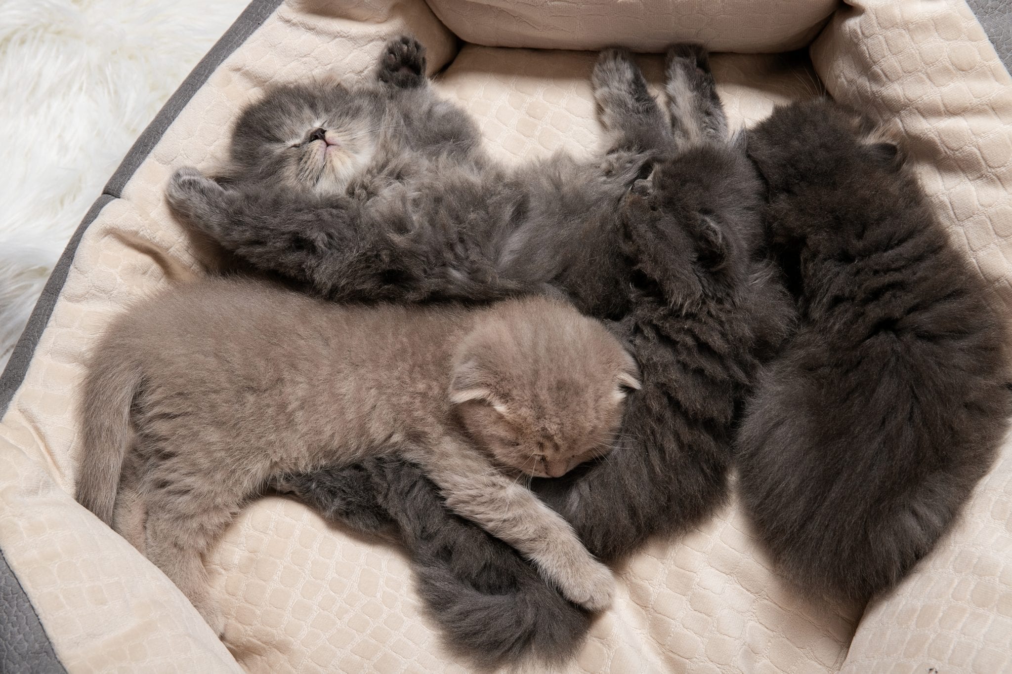 How Many Kittens Can A Cat Have (The Truth) ProudCatOwners