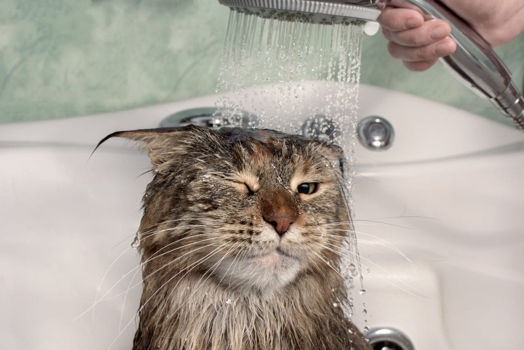 How To Wash A Cat Without Cat Shampoo ProudCatOwners