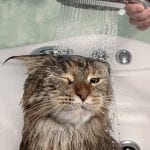 How to wash a cat without cat shampoo