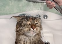 How to wash a cat without cat shampoo