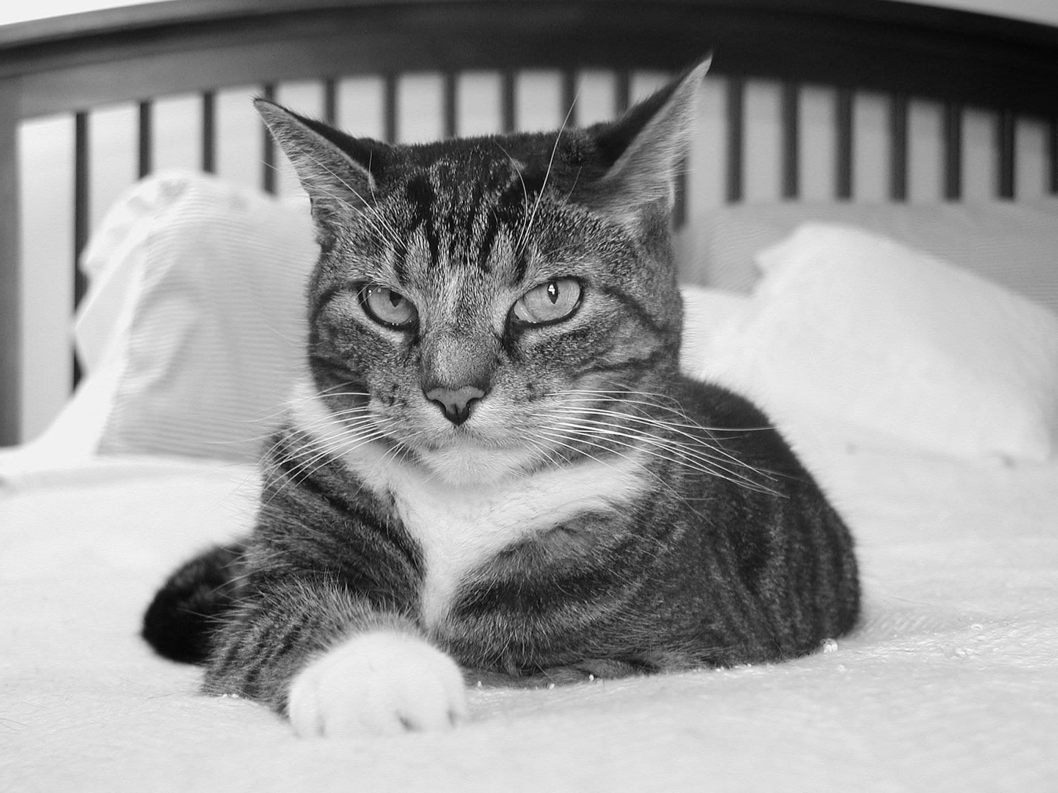 Why Does My Cat Sleep At My Feet Facts ProudCatOwners