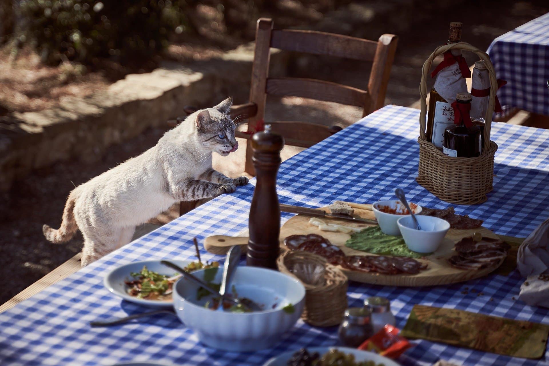 Can Cats Eat Raw Chicken Proven Facts ProudCatOwners can-cats-eat-raw-chicken-proven-facts-proudcatowners