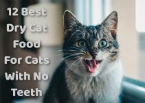 12 Best Dry Cat Food For Cats With No Teeth