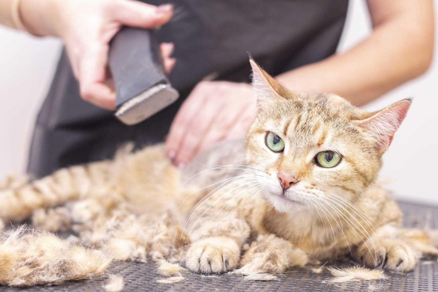 15 Best Cat Foods For Hair Loss ProudCatOwners