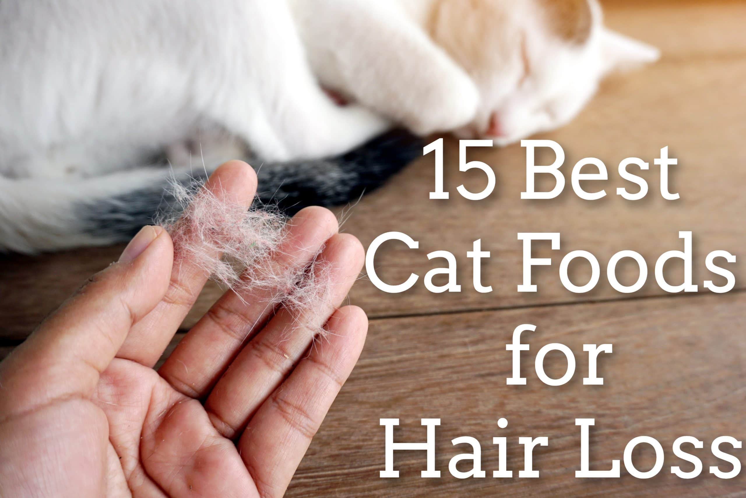 15 Best Cat Foods for Hair Loss